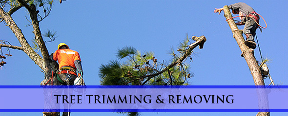 SEO for Tree Removal Website, SEO Services Tree Cutting & Trimming Services